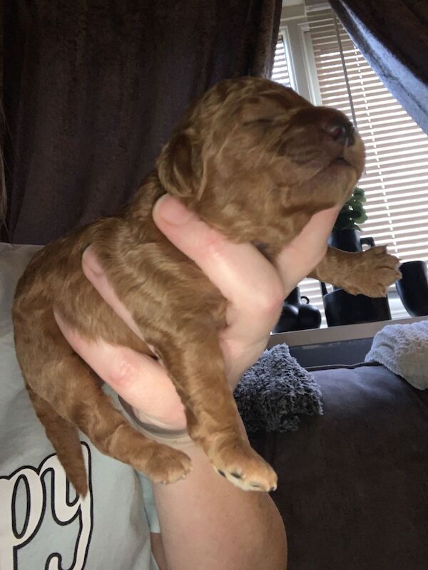 Poodle puppies for sale in Preston, Lancashire – 1 week old - Image 2 of 10