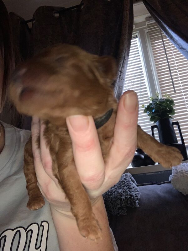 Poodle puppies for sale in Preston, Lancashire – 1 week old - Image 3 of 10