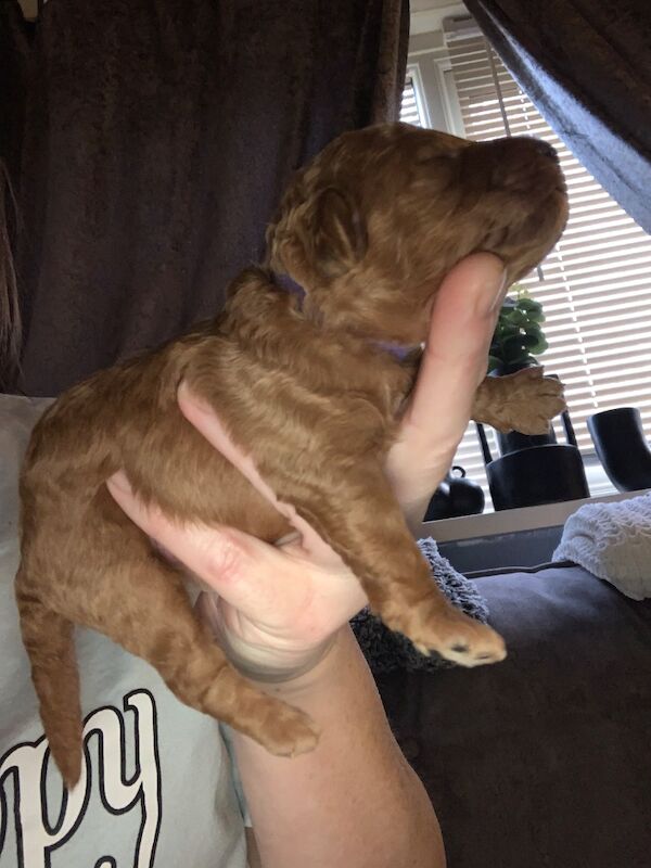 Poodle puppies for sale in Preston, Lancashire – 1 week old - Image 4 of 10