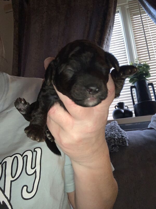 Poodle puppies for sale in Preston, Lancashire – 1 week old - Image 5 of 10