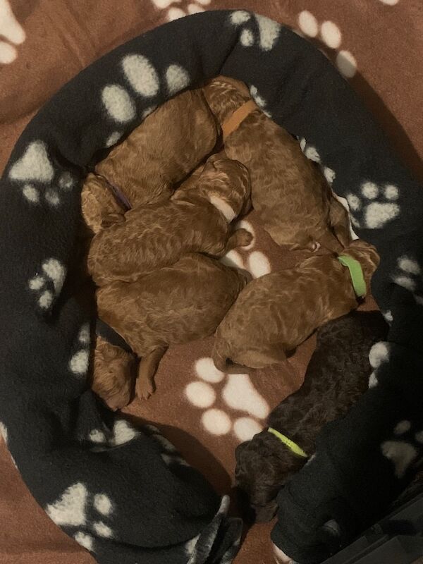 Poodle puppies for sale in Preston, Lancashire – 1 week old - Image 7 of 10