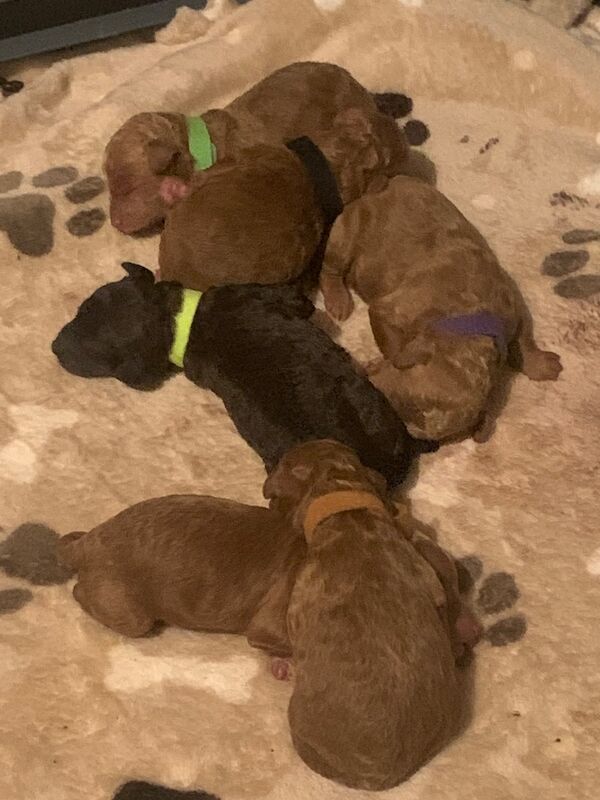 Poodle puppies for sale in Preston, Lancashire – 1 week old - Image 8 of 10