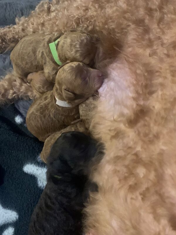 Poodle puppies for sale in Preston, Lancashire – 1 week old - Image 9 of 10