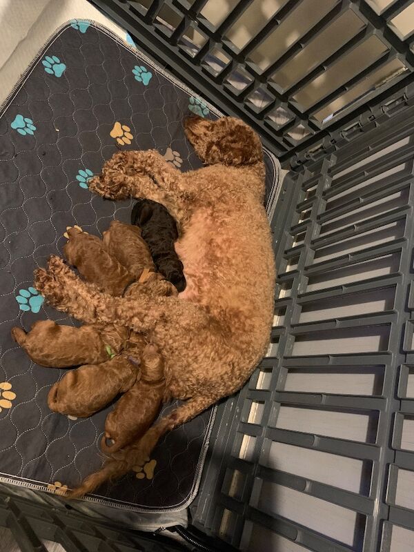 Poodle puppies for sale in Preston, Lancashire – 1 week old - Image 10 of 10