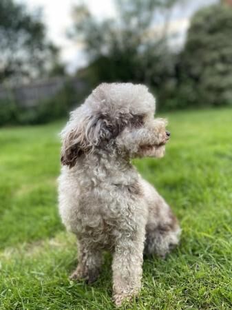 Pretty chocolate Merle toy poodle girl for sale in Basildon, Essex - Image 1