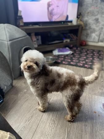 Pretty chocolate Merle toy poodle girl for sale in Basildon, Essex - Image 2