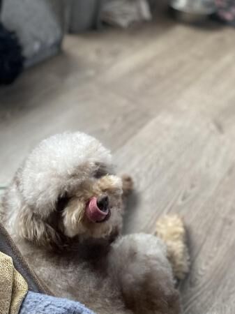Pretty chocolate Merle toy poodle girl for sale in Basildon, Essex - Image 3