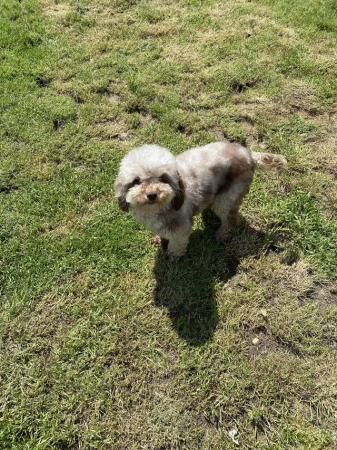 Pretty chocolate Merle toy poodle girl for sale in Basildon, Essex - Image 4
