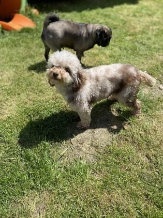 Pretty chocolate Merle toy poodle girl for sale in Basildon, Essex - Image 5