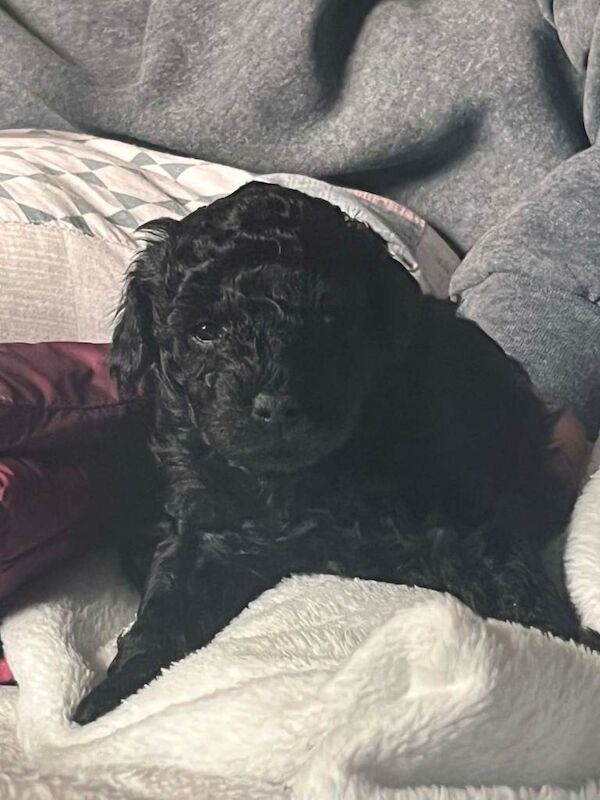 Poodle Puppies For Sale Under £1,000