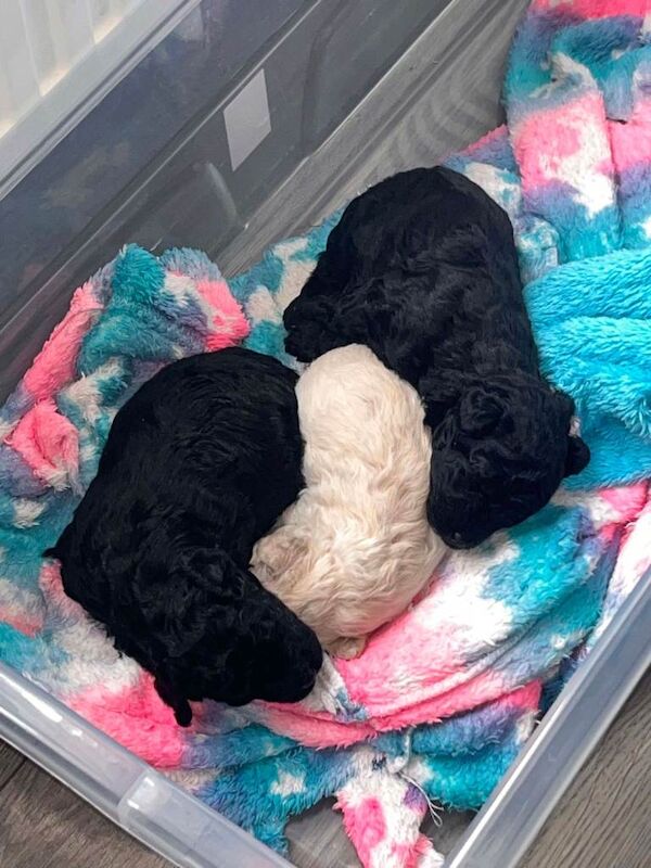 Puppies for sale - Image 2 of 5