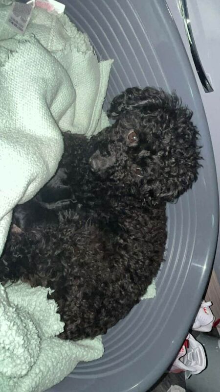 Puppies for sale - Image 3 of 5