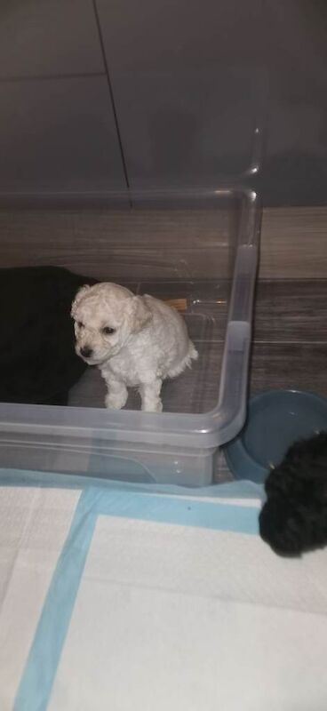 Puppies for sale - Image 4 of 5