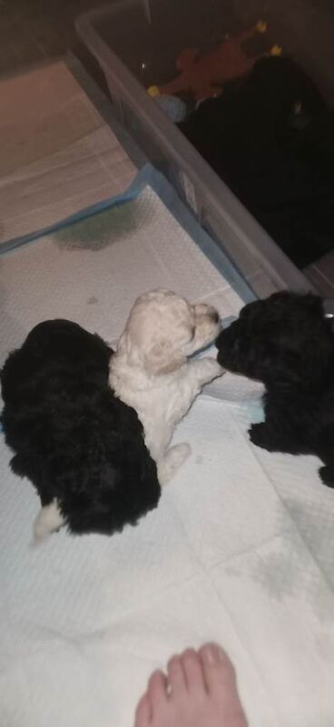 Puppies for sale - Image 5 of 5