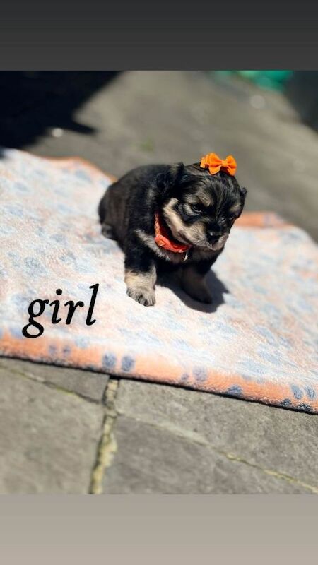 Puppies for sale
