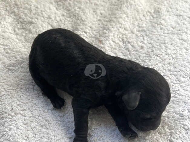 Poodle puppies for sale in Bath, Somerset – 1 year old - Image 3 of 5