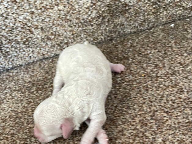 Poodle puppies for sale in Bath, Somerset – 1 year old - Image 4 of 5