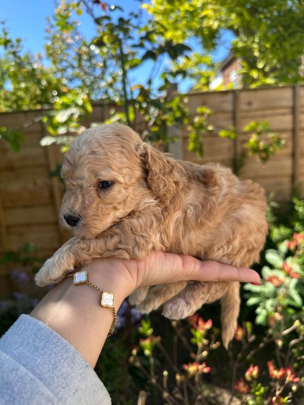 Puppy toy Poodle cross Miniature Poodle.