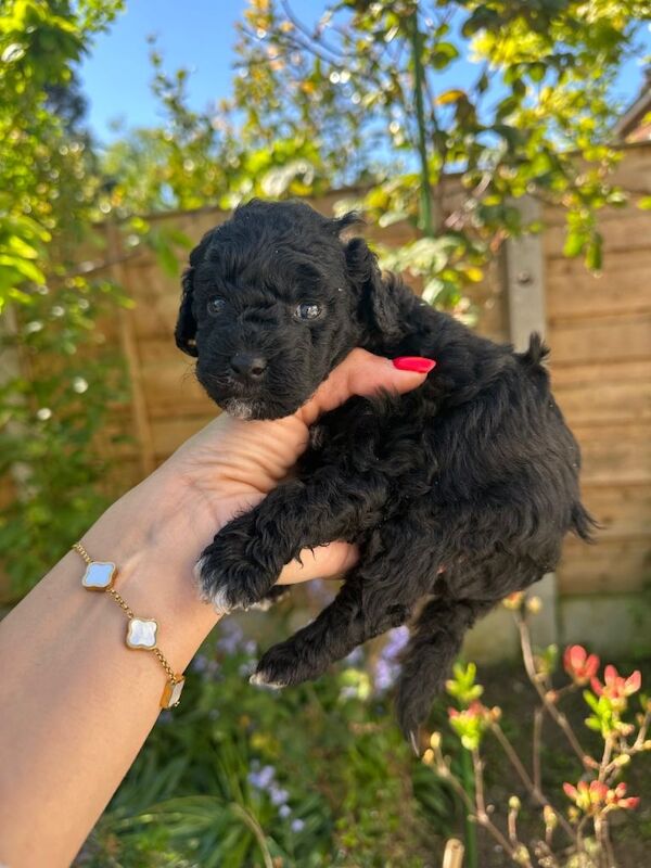 Puppy toy Poodle cross Miniature Poodle. - Image 2 of 2