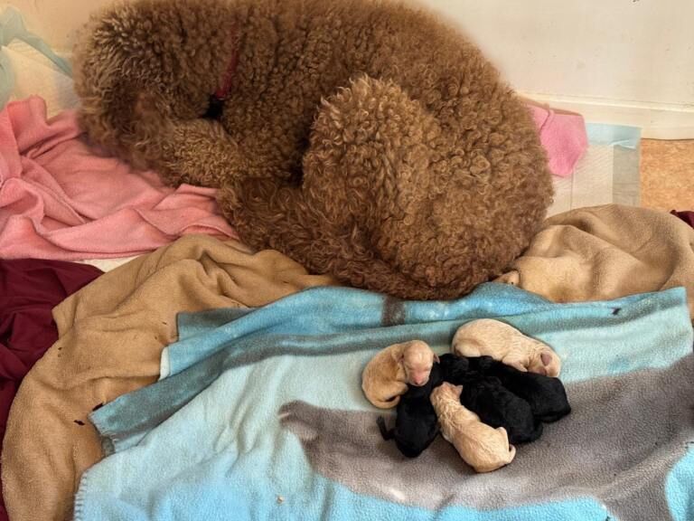 Poodle puppies for sale in Biddenden, Kent – 5 days old
