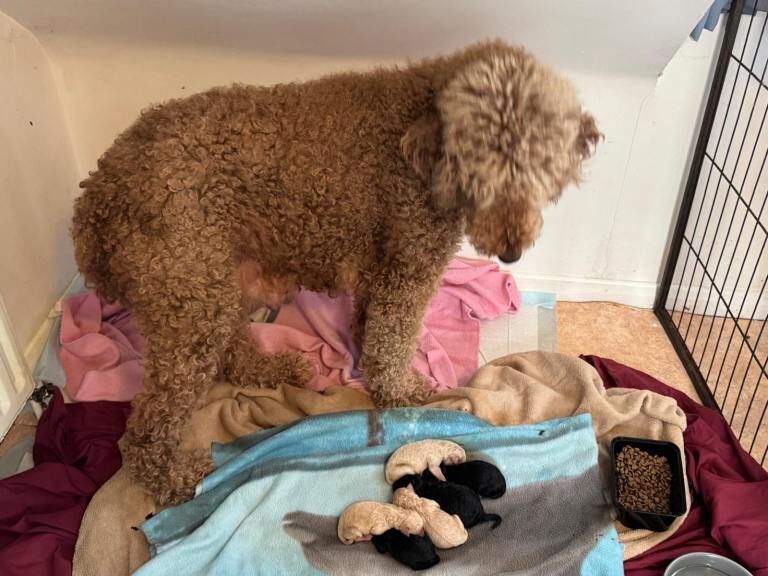 Poodle puppies for sale in Biddenden, Kent – 1 week old - Image 2 of 5