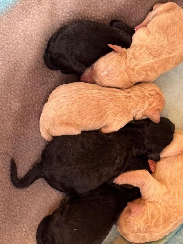 Poodle puppies for sale in Biddenden, Kent – 1 week old - Image 3 of 5