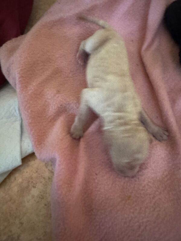 Poodle puppies for sale in Biddenden, Kent – 1 week old - Image 5 of 5