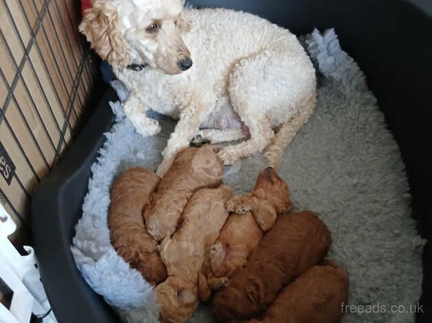 Poodle puppies for sale in Stuartfield, Aberdeenshire – 1 year old - Image 1 of 5