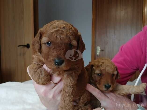 Poodle puppies for sale in Stuartfield, Aberdeenshire – 1 year old - Image 2 of 5