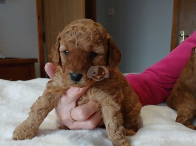 Poodle puppies for sale in Stuartfield, Aberdeenshire – 1 year old - Image 3 of 5