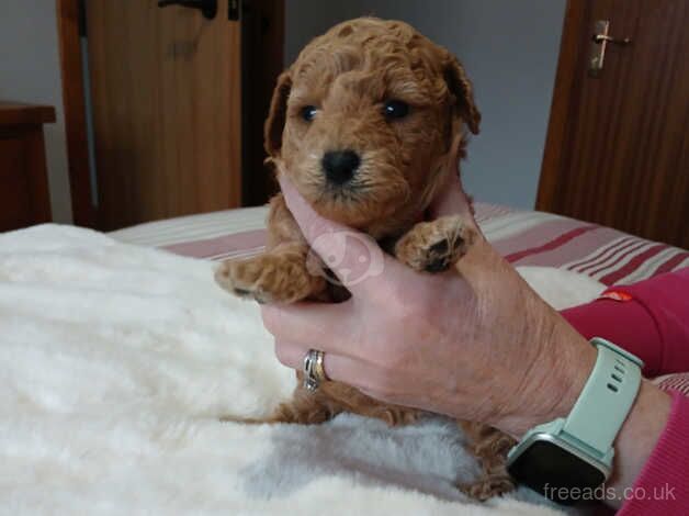 Poodle puppies for sale in Stuartfield, Aberdeenshire – 1 year old - Image 4 of 5