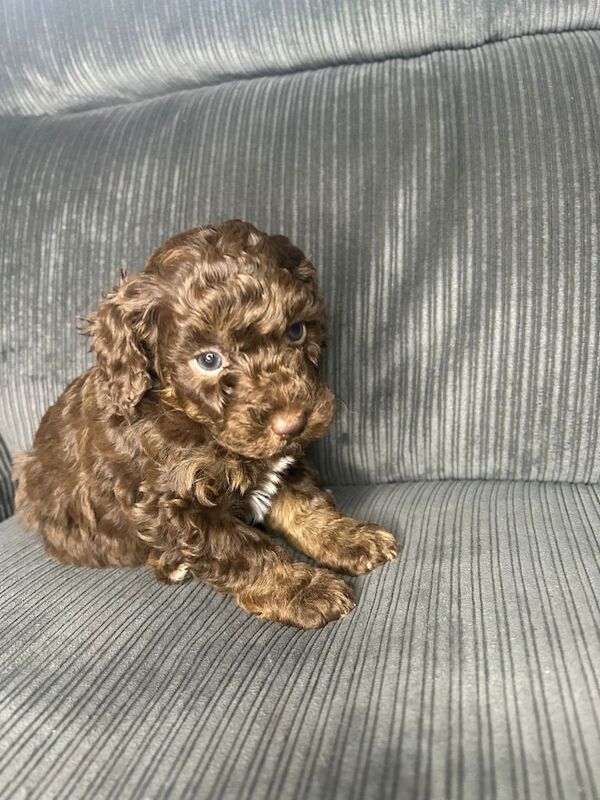 Pure Poodle Puppies - Image 2 of 6