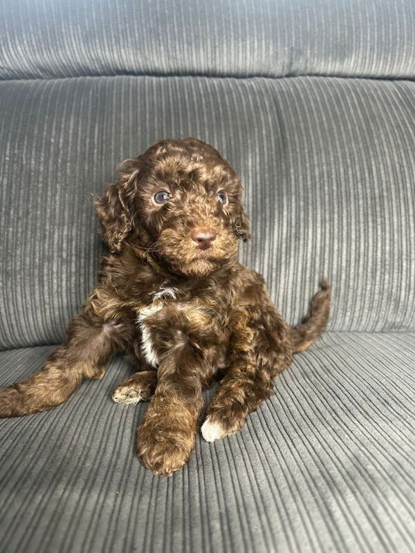 Pure Poodle Puppies - Image 3 of 6