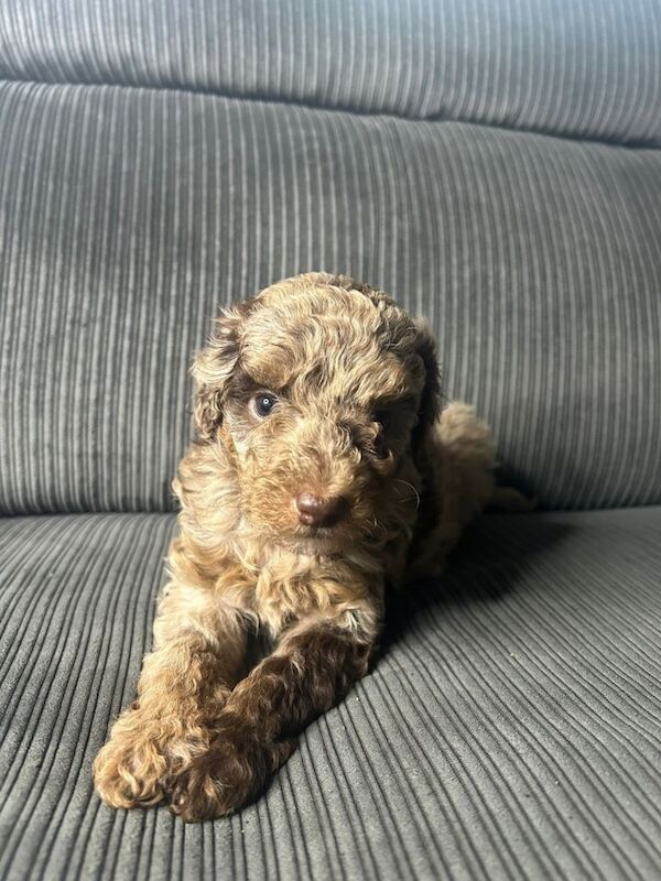 Pure Poodle Puppies - Image 4 of 6