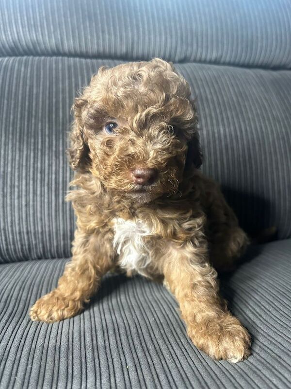 Pure Poodle Puppies - Image 5 of 6