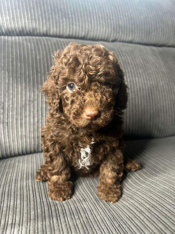 Pure Poodle Puppies - Image 6 of 6