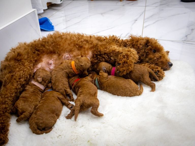 Poodle puppies for sale in Peterborough, Cambridgeshire – 1 week old - Image 2 of 6