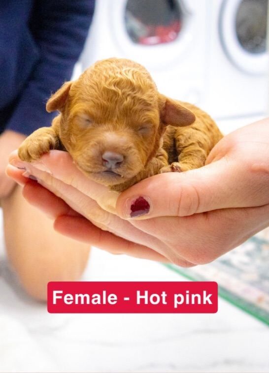 Poodle puppies for sale in Peterborough, Cambridgeshire – 1 week old - Image 4 of 6