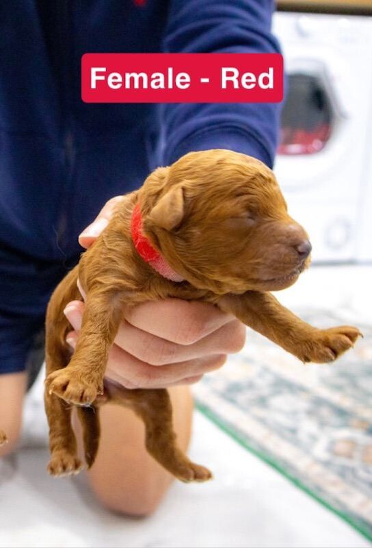 Poodle puppies for sale in Peterborough, Cambridgeshire – 1 week old - Image 5 of 6