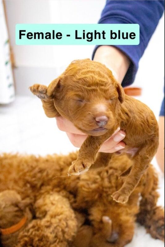 Poodle puppies for sale in Peterborough, Cambridgeshire – 1 week old - Image 6 of 6