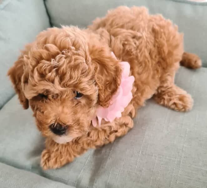 Pure toy poodle puppies for sale in London, City of London, Greater London