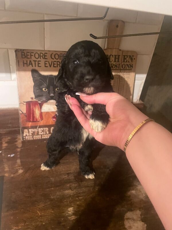 Pyrepoodle Health tested 