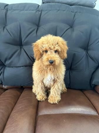 Poodle puppies for sale in Colchester, Essex – 1 year old - Image 2 of 5