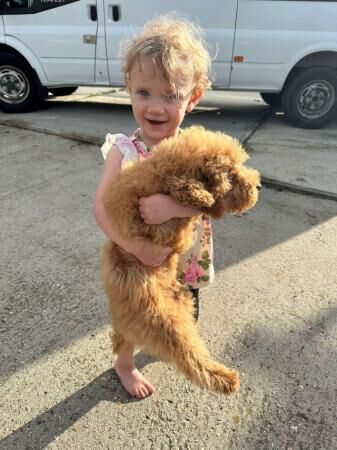 Poodle puppies for sale in Colchester, Essex – 1 year old - Image 3 of 5