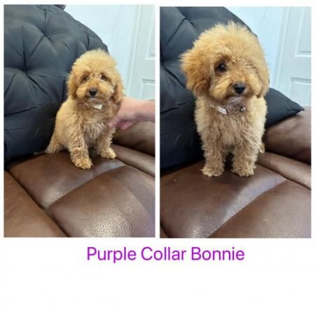 Poodle puppies for sale in Colchester, Essex – 1 year old - Image 4 of 5