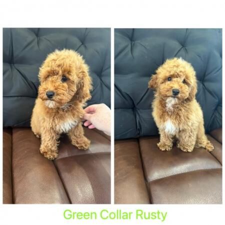 Poodle puppies for sale in Colchester, Essex – 1 year old - Image 5 of 5
