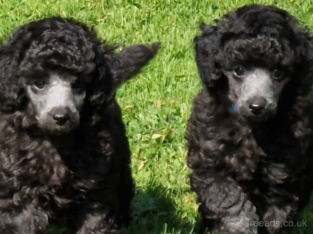 Poodle puppies for sale in Preston, East Lothian – 11 months old - Image 1 of 5