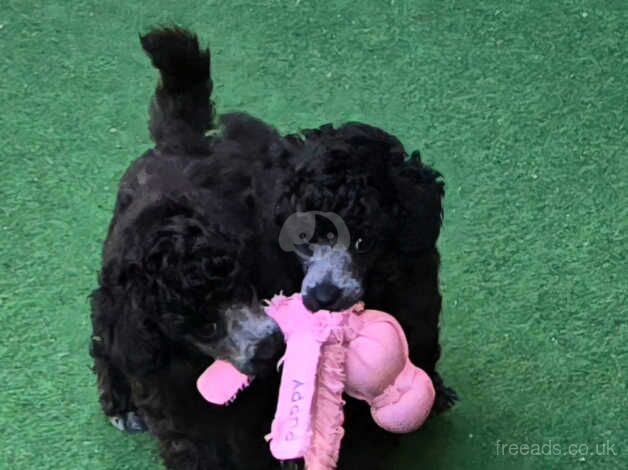 Poodle puppies for sale in Preston, East Lothian – 11 months old - Image 2 of 5