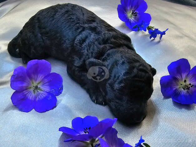 Poodle puppies for sale in Preston, East Lothian – 11 months old - Image 3 of 5