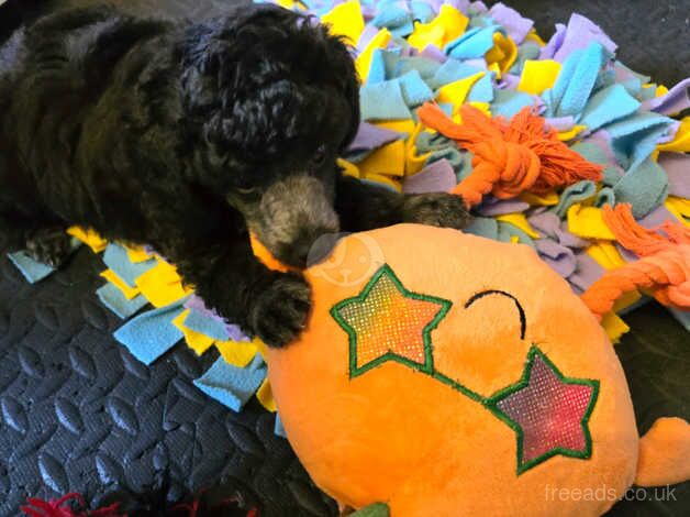 Poodle puppies for sale in Preston, East Lothian – 11 months old - Image 4 of 5